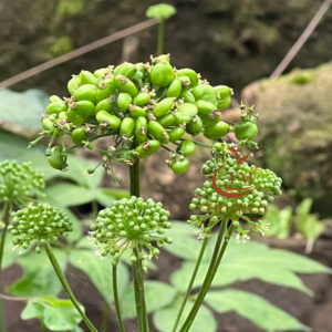 Hoa sâm Ngọc Linh tươi